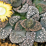 Titanopsis calcarea.png